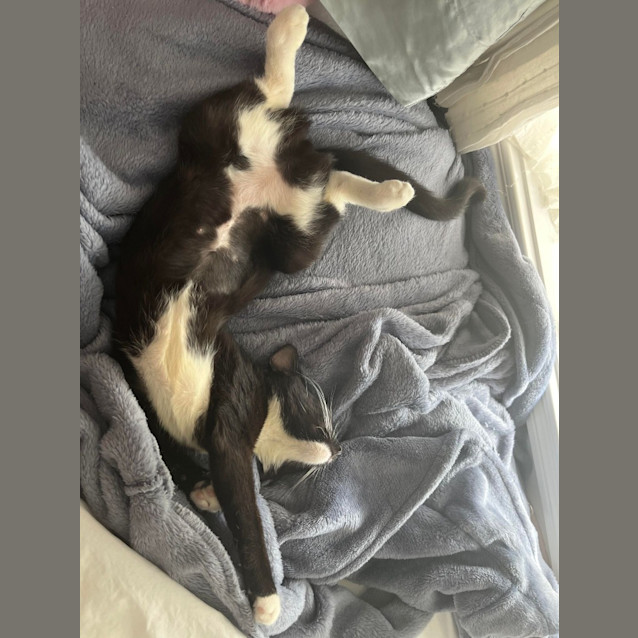 Photo of Luna