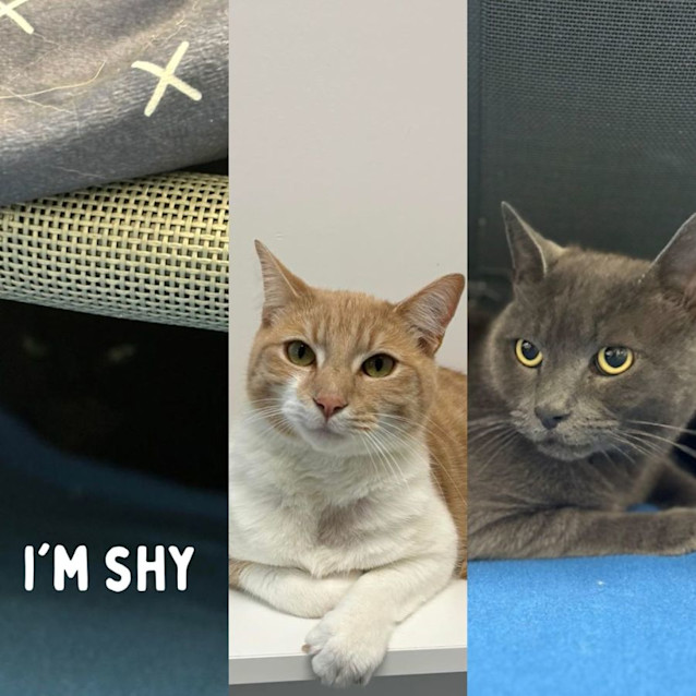 Photo of Django, Jett & Ziggy