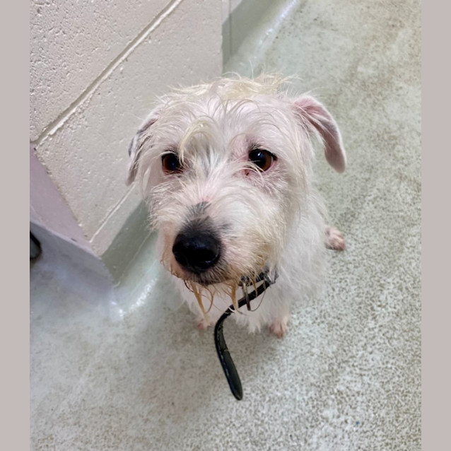 Photo of D944 Blackie