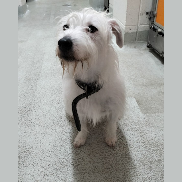 Photo of D944 Blackie