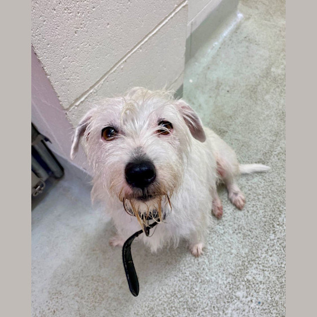 Photo of D944 Blackie