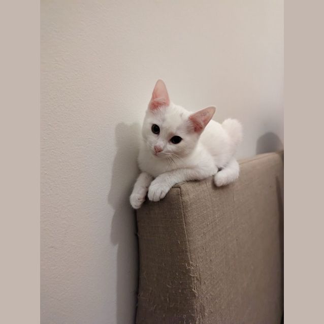 Photo of Ash