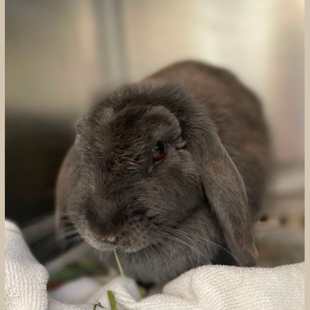 Photo of Raisin