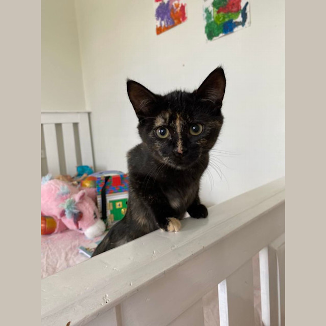 Photo of Cookie 