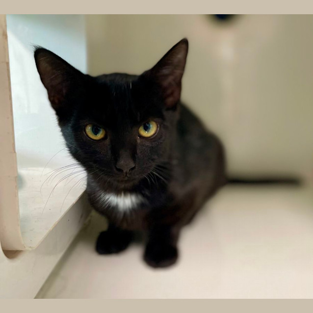 Photo of Midnight