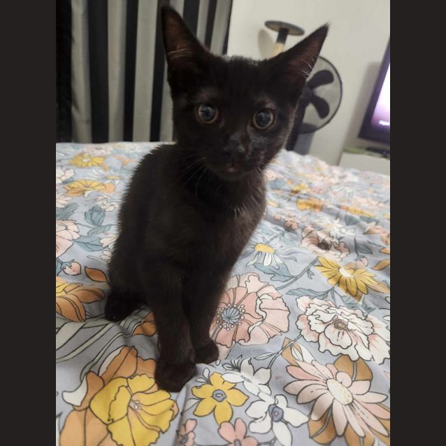 Photo of Poppy