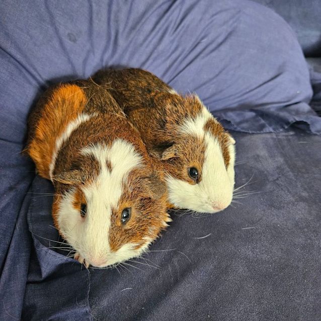 Photo of Colby & Asher
