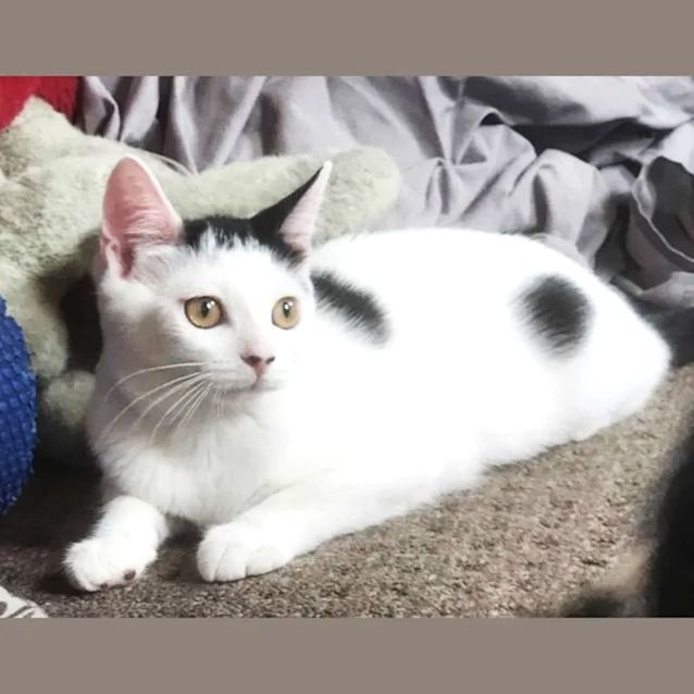 Photo of Gertie   Located In Preston