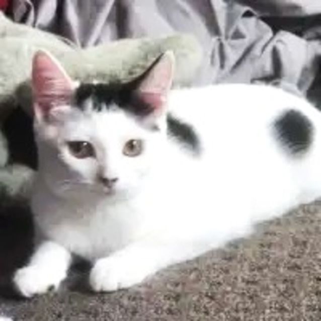 Photo of Gertie   Located In Preston