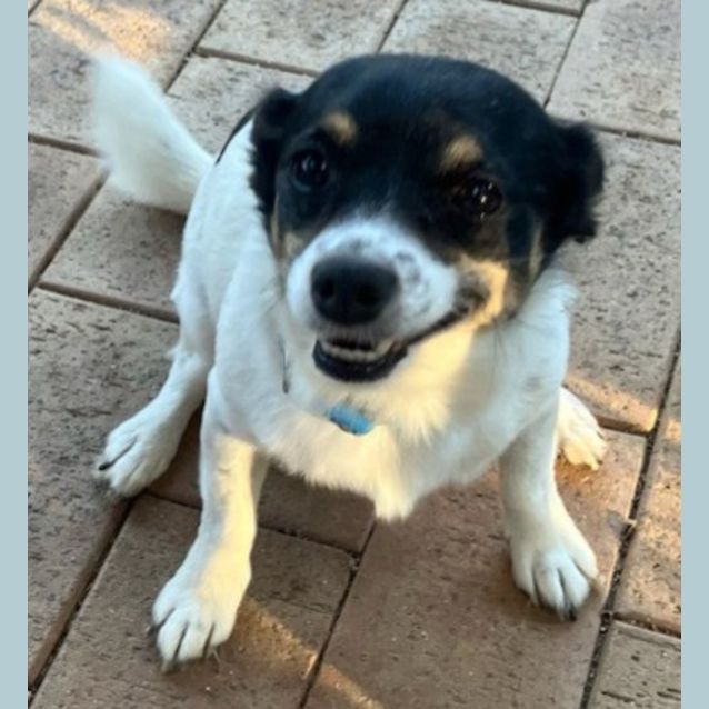 Photo of Spotty