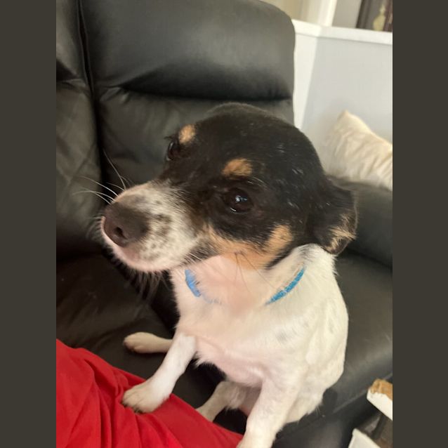 Photo of Spotty