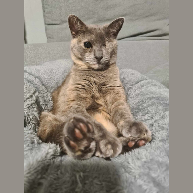 Photo of Pepper