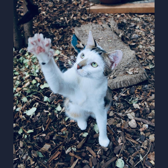 Photo of Bella