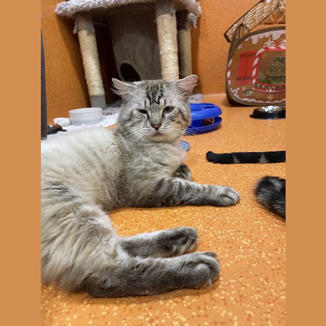 Photo of Teddy