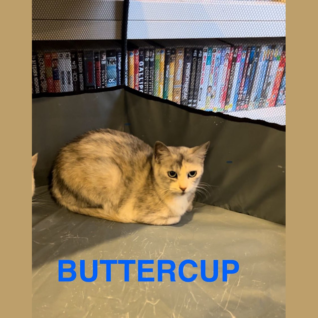 Photo of Buttercup