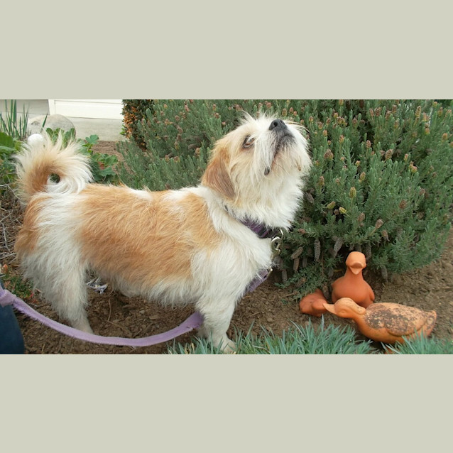Photo of Archie