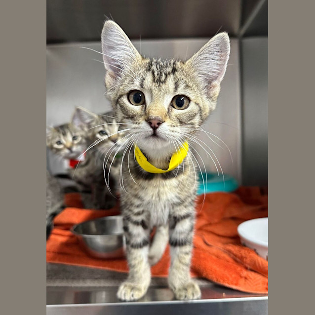Photo of Buttercup
