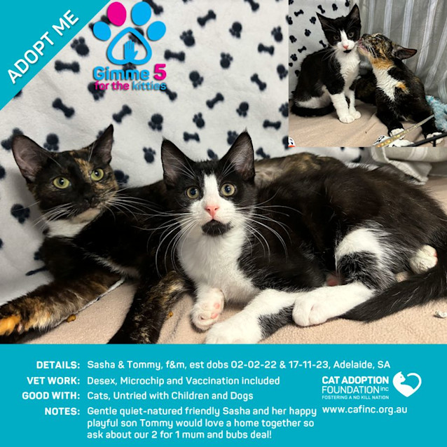 Photo of Sasha And Tommy 2 For 1 Deal!