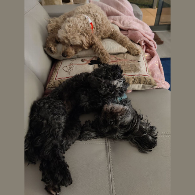Photo of Twizzle & Dizzle