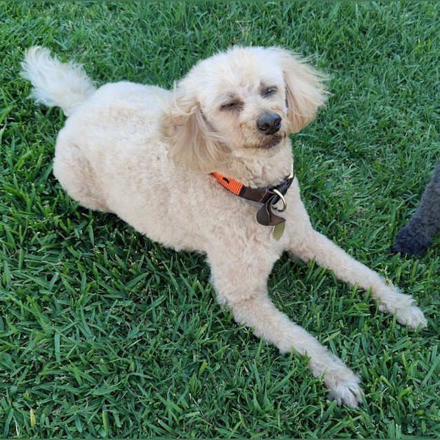 Photo of Twizzle & Dizzle