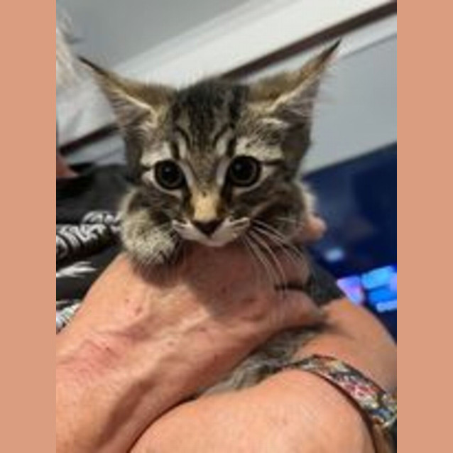Photo of Chilli