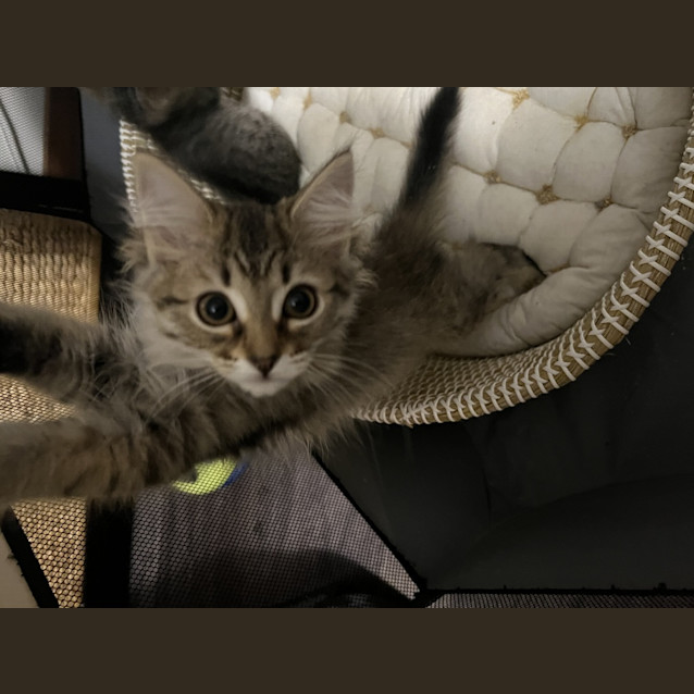 Photo of Ginger