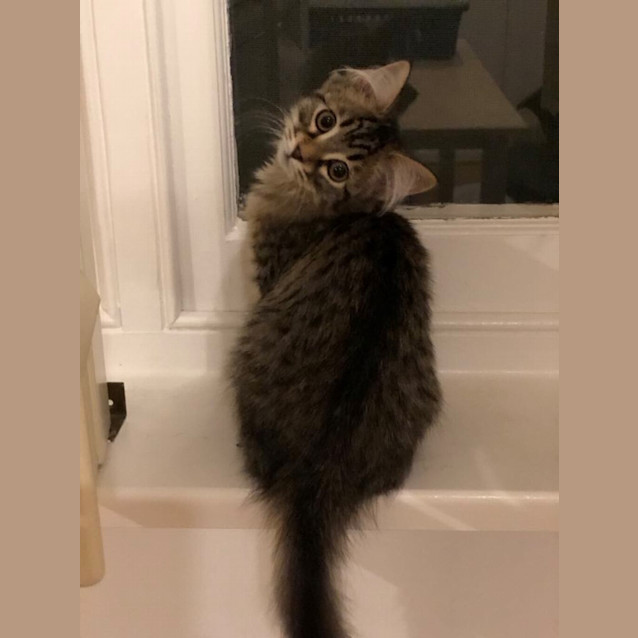 Photo of Nutmeg