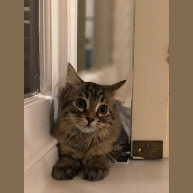 Photo of Nutmeg