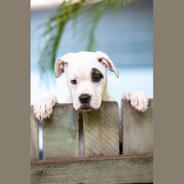 Photo of Rosie