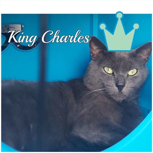 Photo of Charles 👑