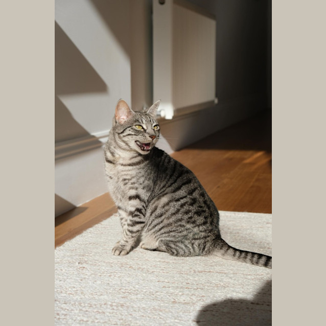 Photo of Luna