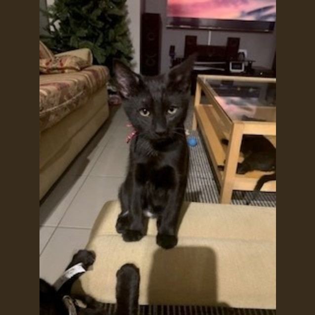 Photo of Ailsa (Black Collar)