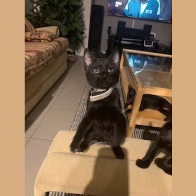 Photo of Alira (Silver Collar)