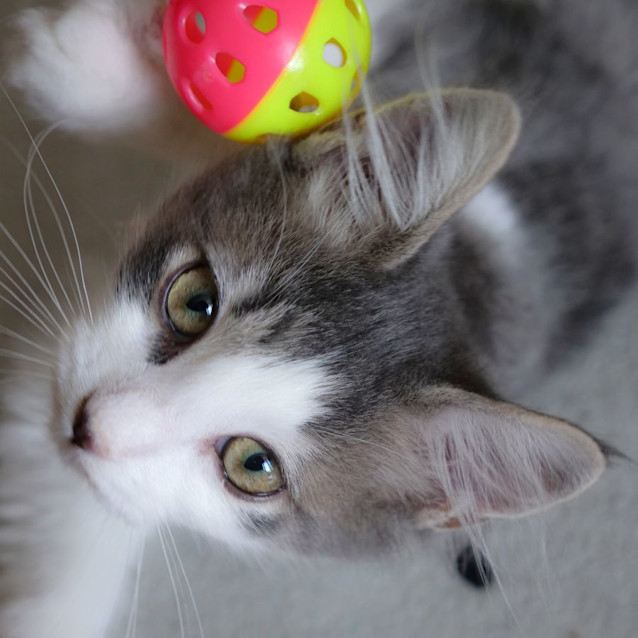 Photo of Jasper