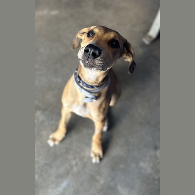 Photo of Josie