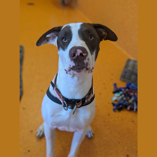Photo of Milo