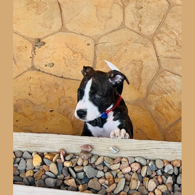 Photo of Bobby Joe   10 Week Old Staffy X (Trial)