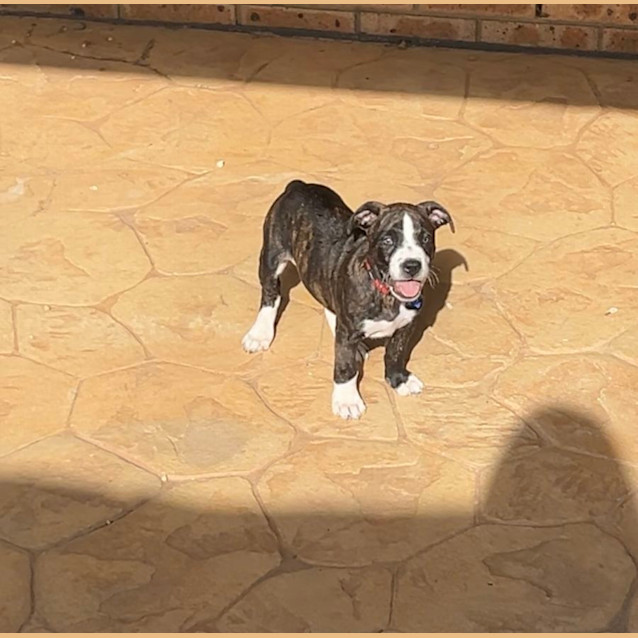 Photo of Bobby Joe   10 Week Old Staffy X (Trial)