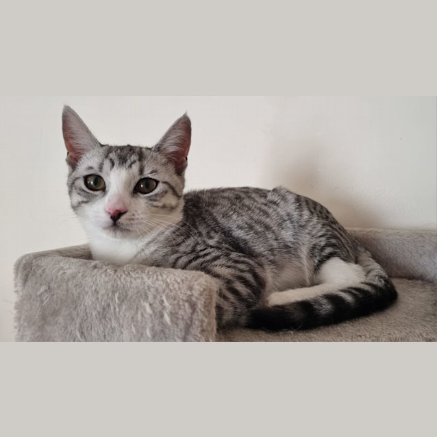 Photo of Huckleberry