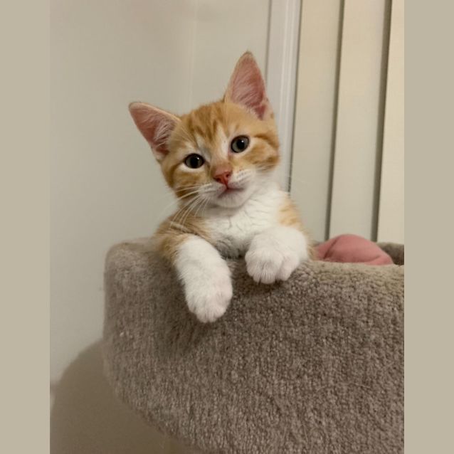 Photo of Frosties