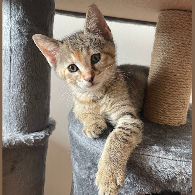 Photo of Teenie