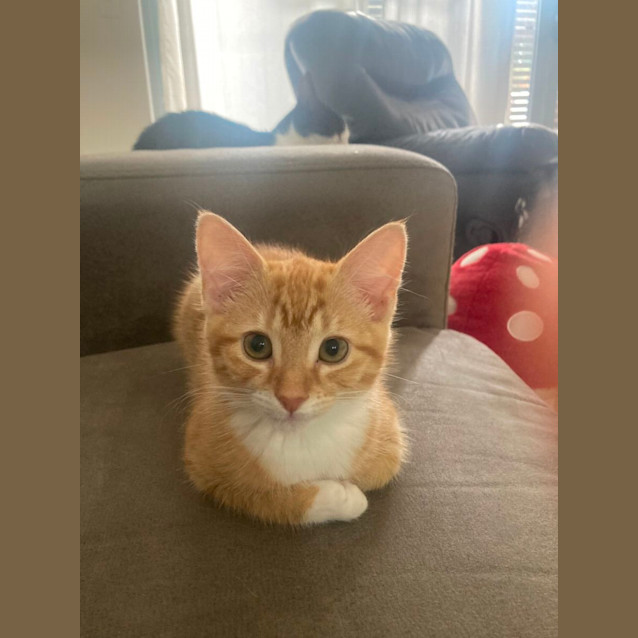 Photo of Clover
