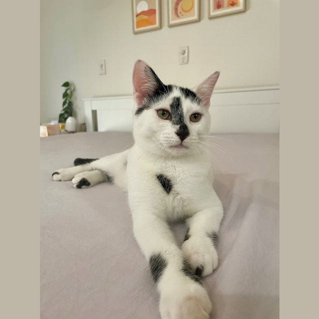 Photo of Sam (Bonded To Ivan)