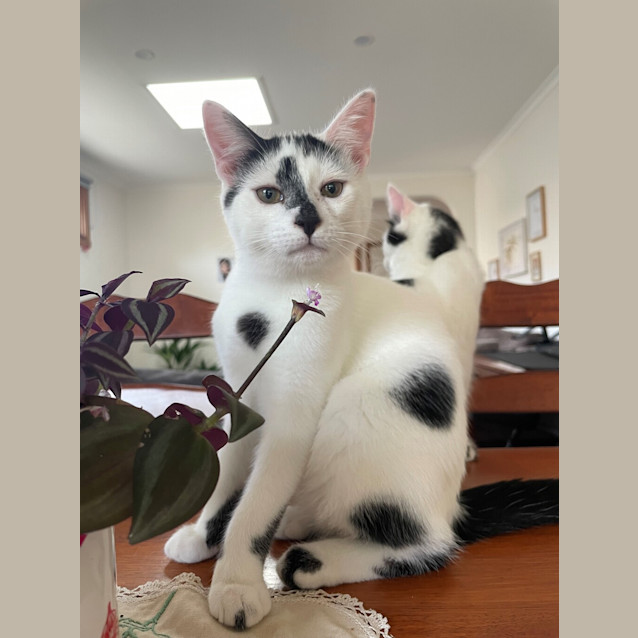 Photo of Sam (Bonded To Ivan)