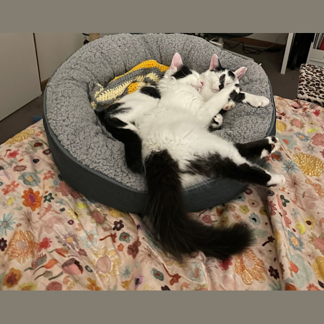 Photo of Sam (Bonded To Ivan)