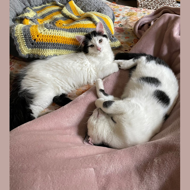 Photo of Sam (Bonded To Ivan)