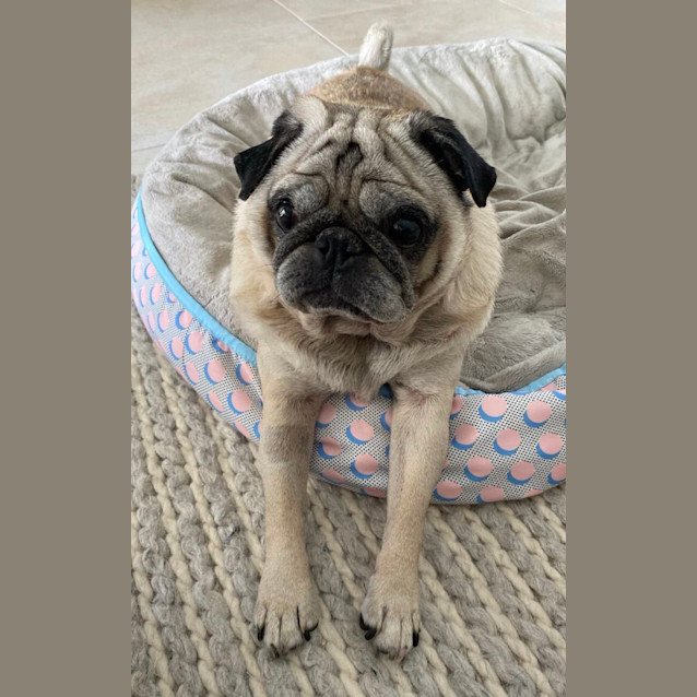 Photo of Charlie 🐕