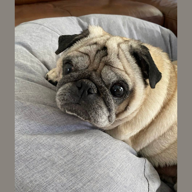 Photo of Charlie 🐕