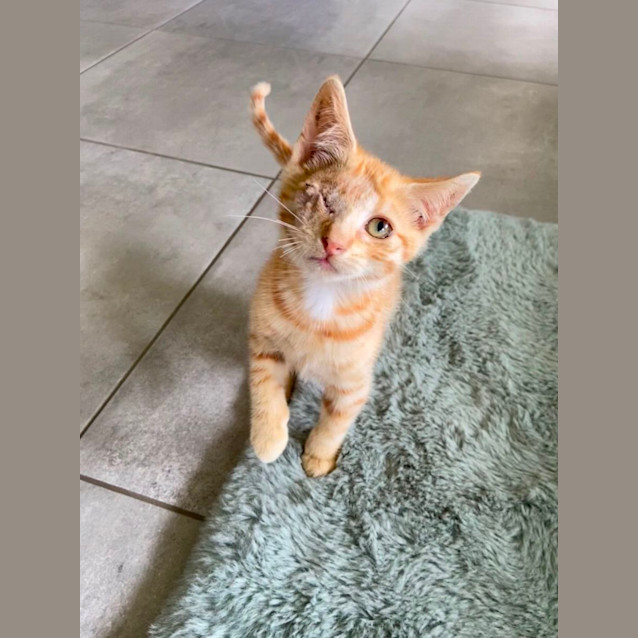 Photo of Captain Jack Sparrow