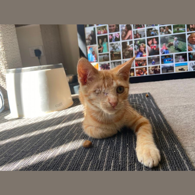 Photo of Captain Jack Sparrow